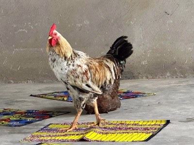 IMG 20250514 WA0024 copy 400x300