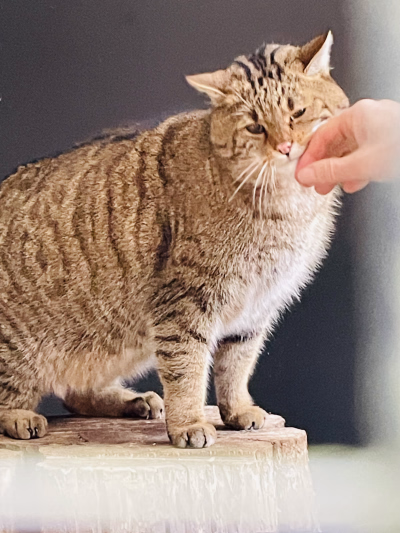 Spende Wiltingen Bild 3