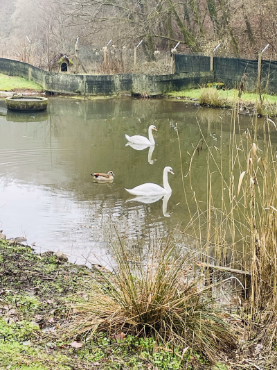 Spende Wiltingen Bild 4